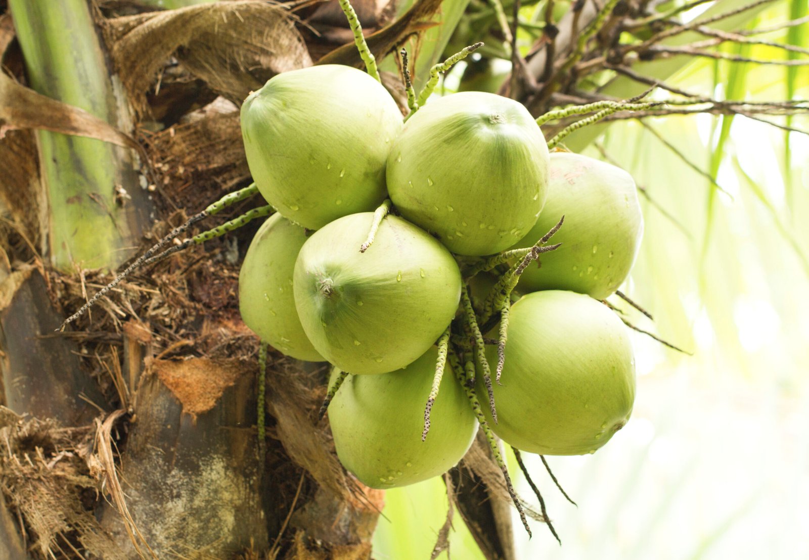 Green Coconut